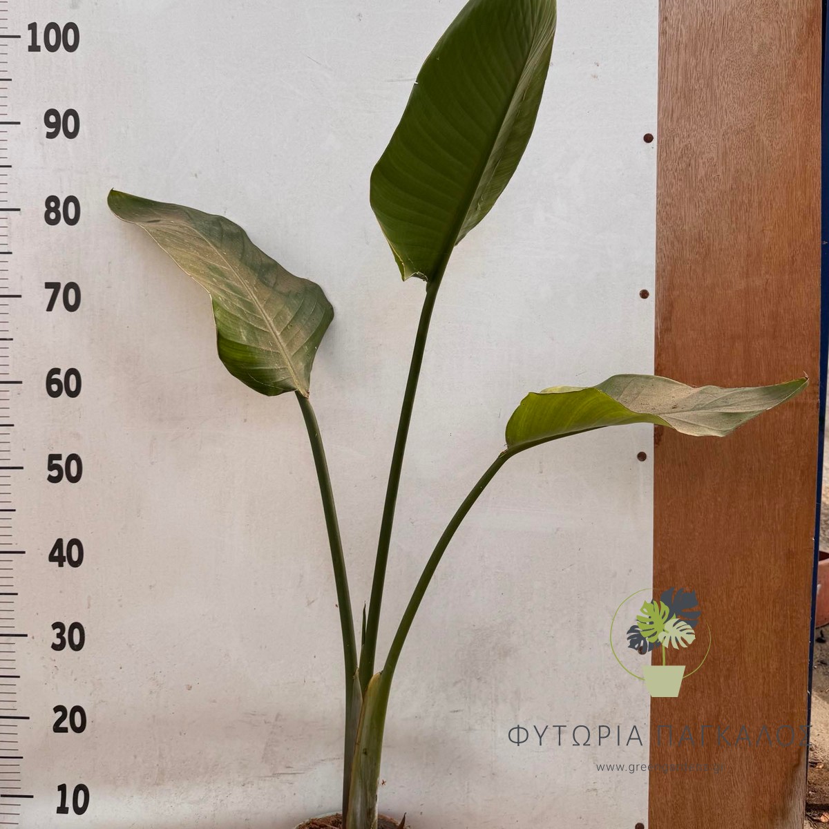 Στερλίτσια Νικολάϊ (Strelitzia nicolai) | Εξωτικό Τροπικό Φυτό για Κήπο & Γλάστρα - 2